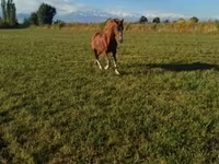 Kůň, Koně — foto 2
