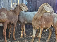قوچ, Hissar sheep — عکس 6