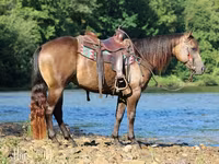 公马, Quarter Horse — 照片 5