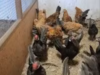 Chickens — sawirka 3