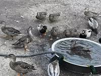 Ducks — zdjęcie 3
