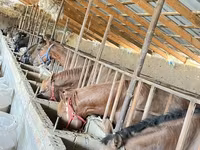 Kuda jantan, Horse breed — foto 1