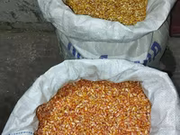 🌽Семена Гибрид Кукуруз "Октябрь 70 ТВ" Обладает высоким потенциалом — عکس 1