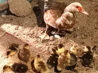 Domestic Muscovy — foto 2