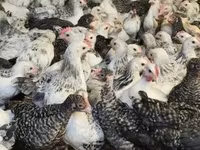 Chickens — ფოტო 7