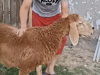 የጎትት አውራ በግ, Arashan sheep — ፎቶ 7