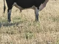 Ταύρος, Simmental cattle — φωτογραφία 1