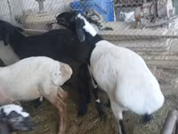 قوچ, Rhon sheep — عکس 2