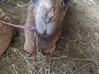 Unta betina, Camels — foto 3