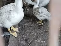 Ducks — foto 1