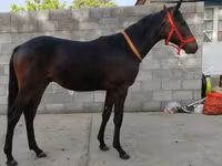 اسب نر, Thoroughbred horse — عکس 1