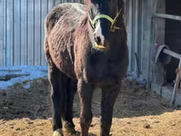 Cavalo, Cavalos — foto 1