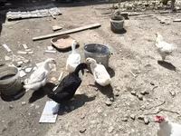 Ducks — புகைப்படம் 4