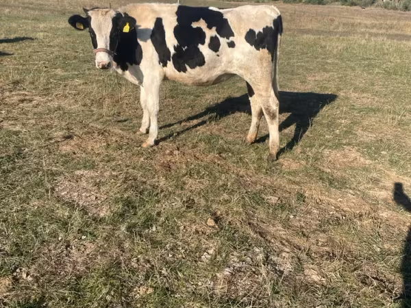 گائے, Russian Black pied cattle