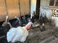 Turkeys — снимка 1