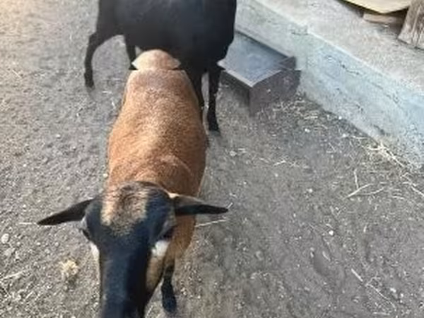 Goat, Nigerian dwarf goats — Hungary
