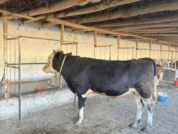 گاو نر, Simmental cattle