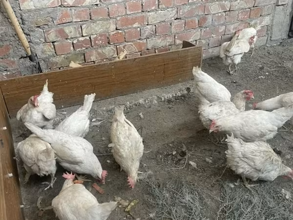 Chickens — Kyrgyzstan