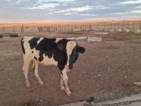 Bulle, Swiss cattle — Foto 1