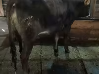 Ko, Swiss cattle — foto 2
