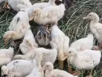 Pekin Đức — ảnh 1