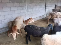 میش, Rhon sheep — عکس 2