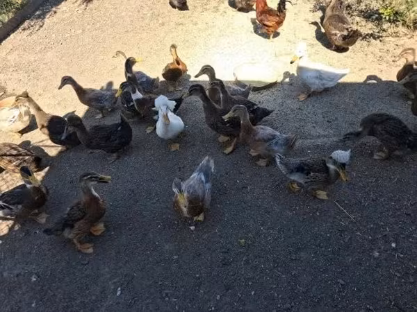 Ducks