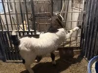 Kozel, Kamori goats — foto 4