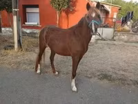 Kuda betina, Horses — foto 2