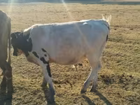 Bulle, Russian Black pied cattle — Foto 2