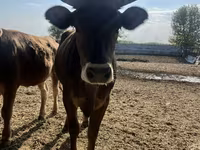 Ko, Swiss cattle — foto 2