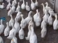 Ducks — عکس 3