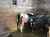 Dibi, Holstein breed — sawirka 1