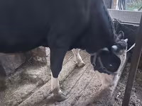 Bulle, Holstein-Rasse — Foto 3