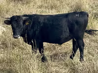 Toro, Ganado vacuno — foto 7
