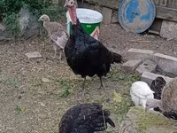 Turkeys — sawirka 1
