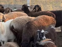 Schaf, Edilbay sheep — Foto 4