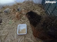 Chickens — foto 2