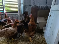 Chickens — photo 2