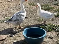 Geese — foto 2