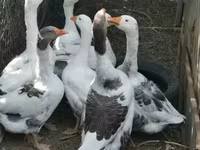 Geese — عکس 2
