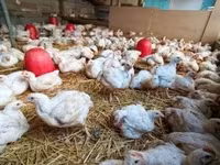 Chickens — รูปภาพ 2