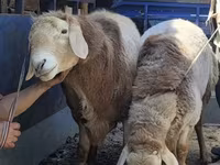 Beran, Arashan sheep — foto 2
