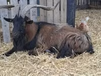 Billy Goat, Alpine goat — photo 2