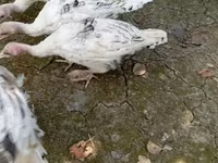 Turkeys — รูปภาพ 2