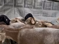 Ovce, Arashan sheep — foto 3