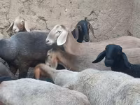 암양, Arashan sheep — 사진 4