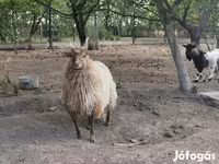 میش, Racka sheep — عکس 4
