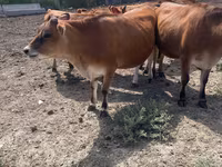 Mucca, Razza Jersey — foto 3