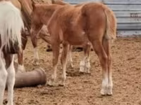 ፈረስ, Horses — ፎቶ 2